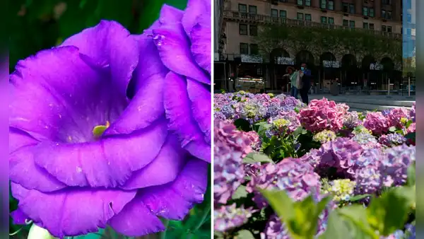 ¿Por qué se regalan flores moradas el 9 de octubre en Perú, México y otros países?