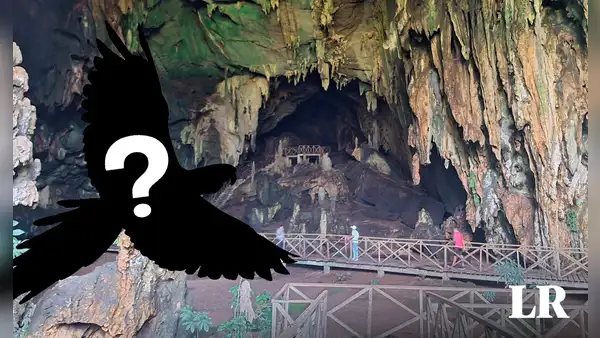 La Cueva de las Lechuzas no tiene lechuzas: ¿qué raro animal habita la atracción turística?