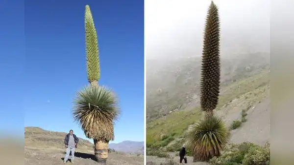 Los bosques de puya Raimondi en La Libertad: ¿dónde se ubican y cómo llegar?