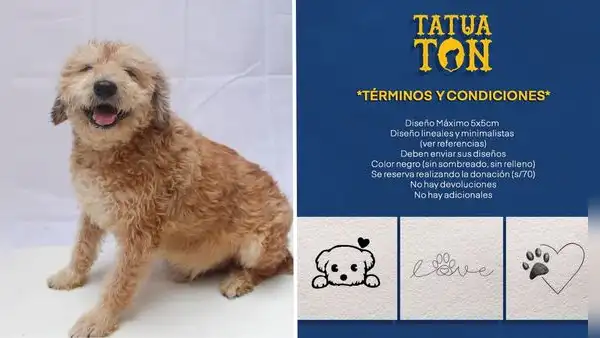 ¿Quieres un tatuaje? Albergue realiza tatuatón para recaudar fondos y ayudar a animales rescatados