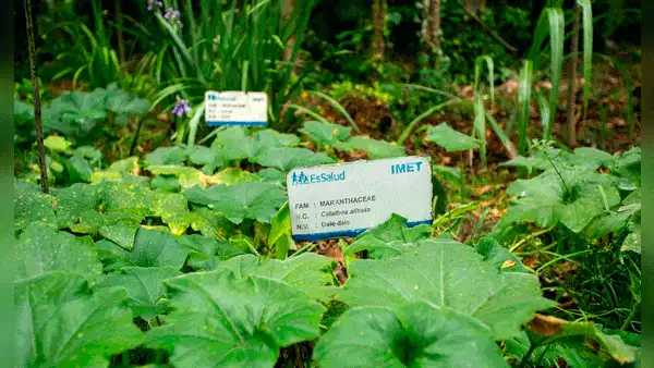 Jardín botánico de EsSalud: seguro emplea medicina natural para curar enfermedades