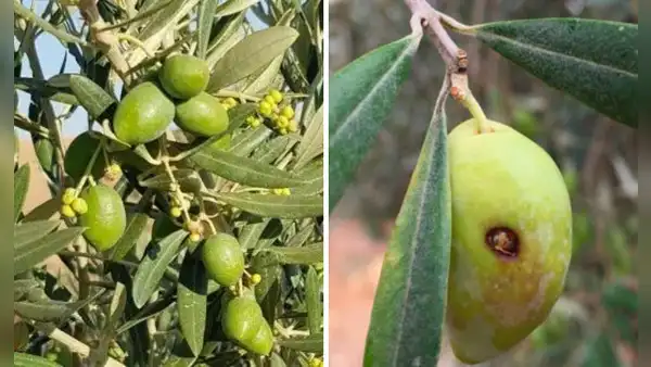 Plantaciones de olivo en Tacna se encuentran en peligro por plagas: ¿cuáles son?