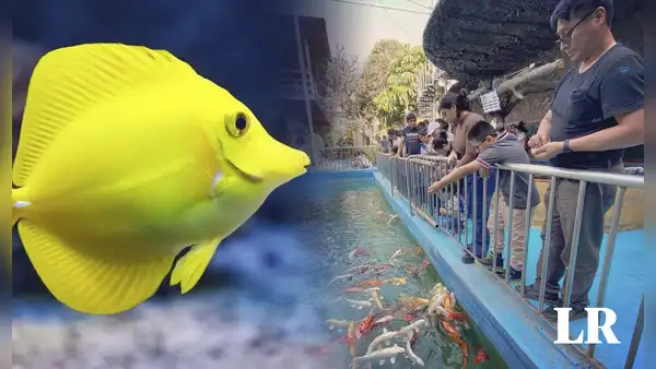 Comas: conoce el acuario más grande del Perú, horarios, costo de entradas y más