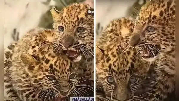 Parque de las Leyendas exhibe a tiernas crías de leopardo con 2 meses de nacidos