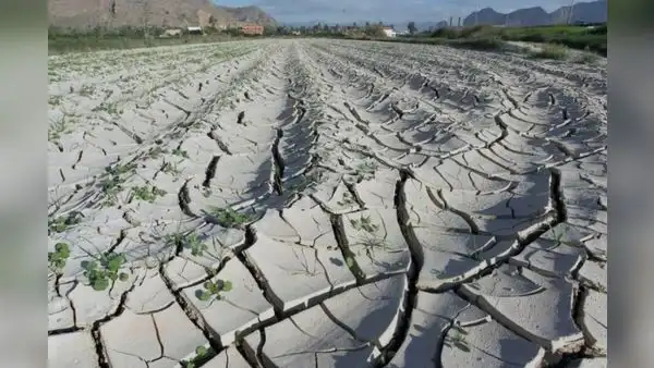 FAO: se han perdido US$3,8 billones en cultivos y ganado por catástrofes en los ultimos 30 años