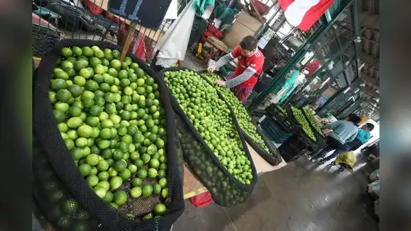 Precio del limón al por mayor retrocede hasta 64% en las dos primeras semanas de octubre