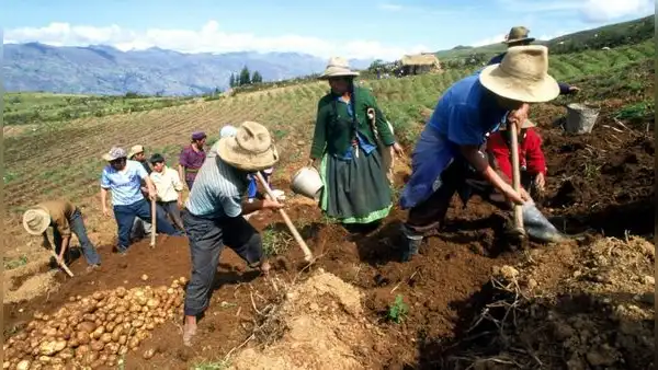 Oxfam advierte profunda crisis en la agricultura familiar peruana
