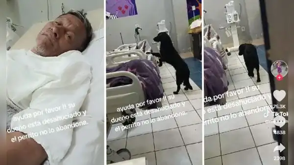 Adulto mayor desahuciado pide que adopten a su perrito: “Yo estaré muy agradecido”