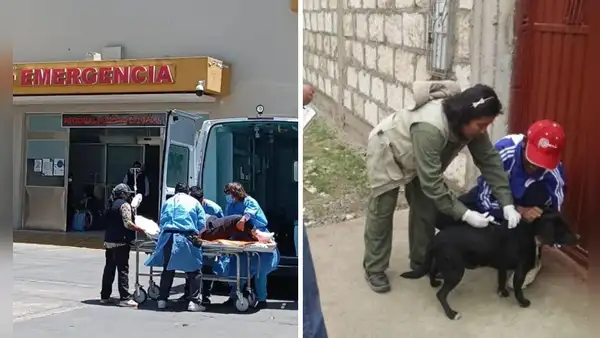 Arequipa: confirman primer caso de rabia humana en la región desde el 2015