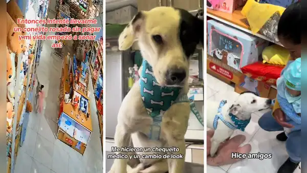 Perro callejero roba conejo de peluche en una tienda y lo terminan adoptando: “Es el nuevo jefe”