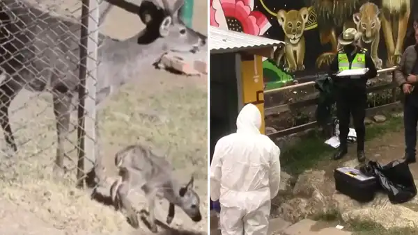 Tapir muere en zoológico de Huancayo: ya suman 31 animales fallecidos