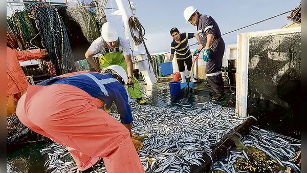 Avanza pesca exploratoria en favor de la industria