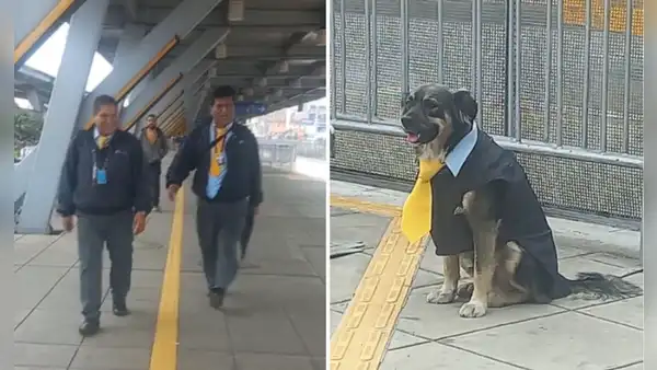Perro vestido como trabajador del Metropolitano es sensación en la estación Naranjal: “Los choferes lo aman”