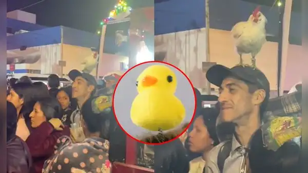 Ciudadano en Ica sorprende con gallina en la cabeza tras furor por patitos kawaii: “Otro level”