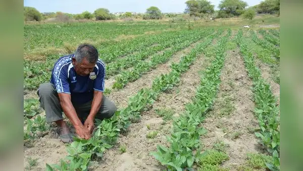 Agricultores preocupados por la seguridad hídrica en reservorios de región Piura