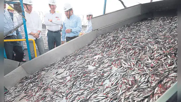Produce autoriza segunda temporada de pesca en plena captura exploratoria