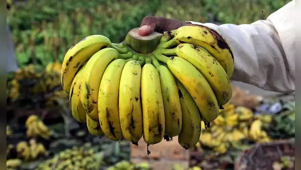 El plátano más exportado en América Latina se encuentra al borde del peligro de extinción