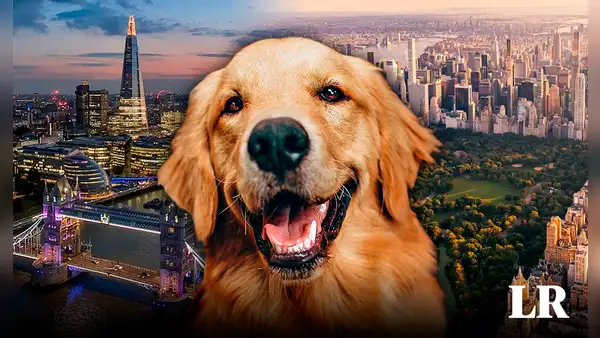 ¿Qué es el house sitting, la manera de viajar y hospedarse gratis por el mundo cuidando mascotas?