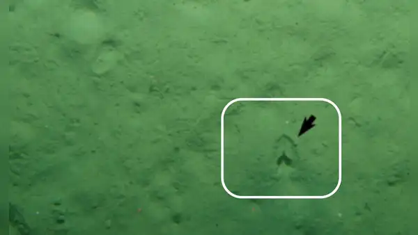 La explicación de cómo aparecieron 'huellas de pezuña' en el fondo del océano Pacífico
