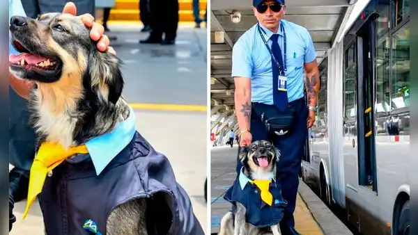 La historia de Bello, el chofer canino que conquista corazones en la estación Naranjal del Metropolitano