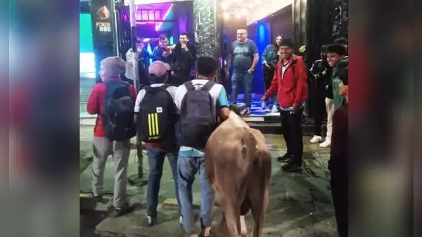Jóvenes celebraron en discoteca con toro que ganaron en campeonato de Ayacucho: “Solo pasa en Perú”