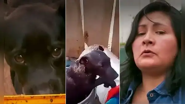Pachacamac: extorsionadores envenenan a más de 20 perros por tráfico de terrenos