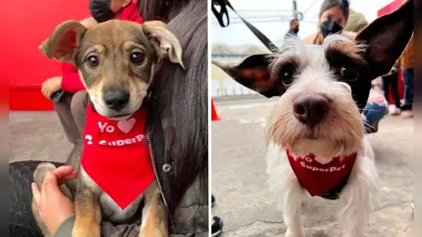 Superpet realiza gran jornada de adopción de mascotas a nivel nacional: ¿cómo participar?