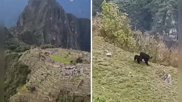 Osa de anteojos y su osezno sorprenden al dejarse ver paseando en Machu Picchu: "Son Koda y Kenai"