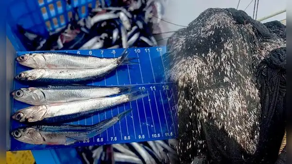 ¿Por qué no se puede pescar anchoveta si ya hay autorización? Esto dicen gremios de Piura