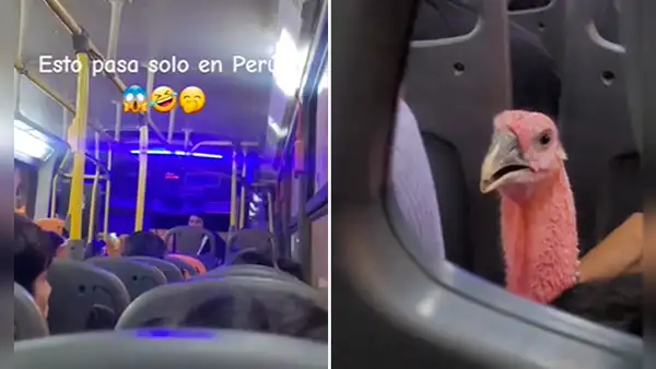 ¡Solo en Perú! Captan a pavo viajando en bus y usuarios reaccionan: “Ya se siente la Navidad”