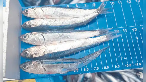 Industriales paralizan actividades de pesca y solicitan más flexibilidad a Produce