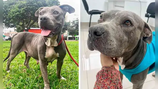 Perrita que sufrió maltrato fue rescatada en Chorrillos y ahora busca un nuevo hogar