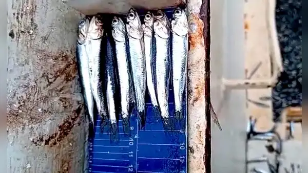 Produce evaluaría reducir la talla mínima de captura permitida de la anchoveta