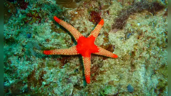 Estudio revela que las estrellas de mar tienen cabeza, pero carecen de cuerpo