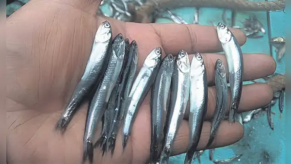 Pesca artesanal en peligro si baja la talla mínima de captura de la anchoveta