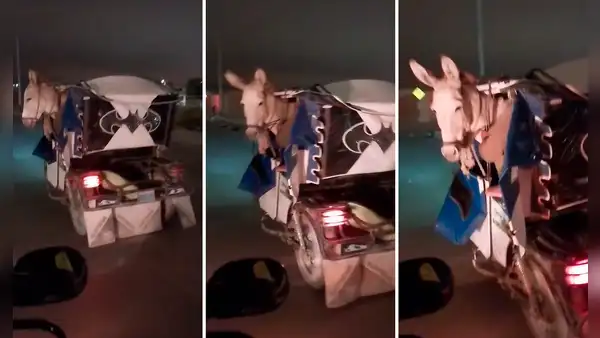 Burro viaja en mototaxi por carretera de Piura y usuarios bromean: “Estoy cansado, jefe”