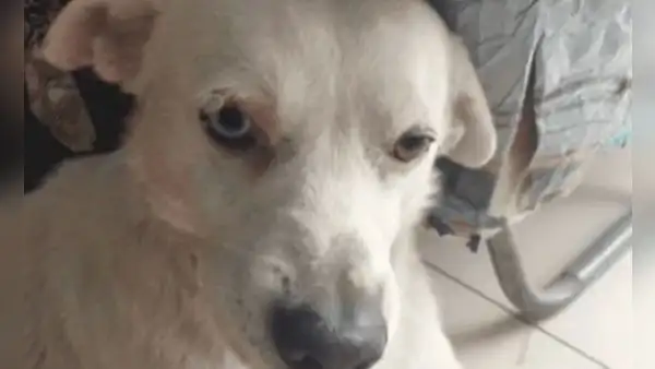Caso Torito: convocan a plantón este domingo 5 de noviembre en defensa de perrito ultrajado en VMT