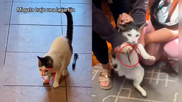 Gata atrapa una lagartija, pero este cobra venganza y usuarios reaccionan: “Le reinició el Windows”