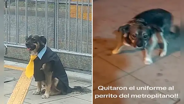 La insólita razón por la que el perrito viral de la estación Naranjal del Metropolitano camina sin su uniforme