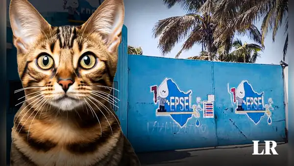 Gato provocó corte de agua en diferentes distritos de Chiclayo: ¿qué ocurrió según Epsel?