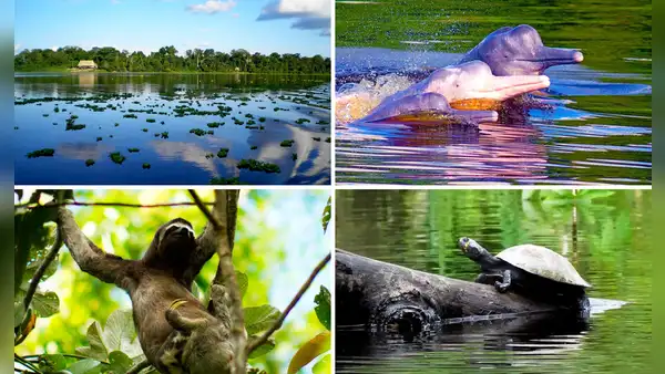 Pacaya Samiria es un referente mundial del patrimonio natural de la región andina