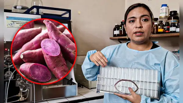 Científica liberteña descubre que tubérculo desacelera crecimiento de tumores cancerígenos: ¿cuál es?
