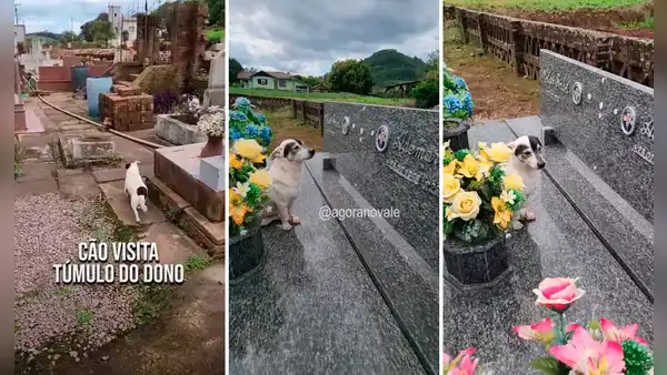 Perrito visita a diario la tumba de su dueño que falleció en el 2020: “Ni la muerte los separó”