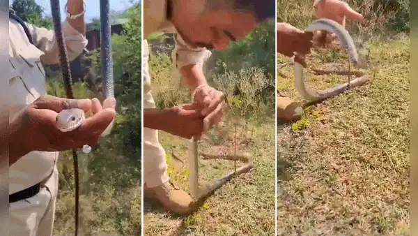 Policía salva a serpiente intoxicada dándole respiración boca a boca: “Le dio el beso de la vida”