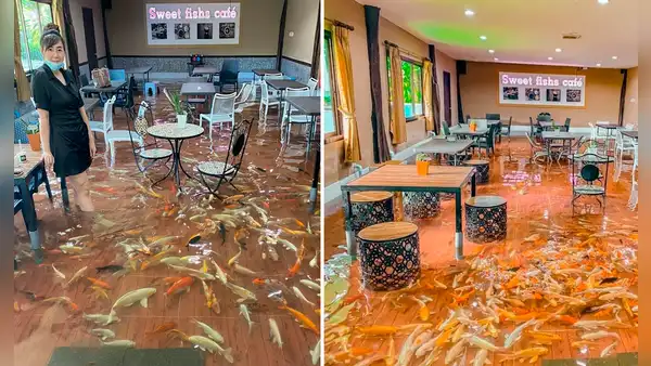 Conoce la cafetería tailandesa donde los clientes comen rodeados de peces nadando sobre sus pies