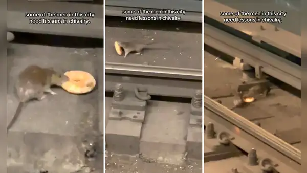Rata encontró una dona en metro de NUEVA YORK y enternece al compartirlo con su compañera