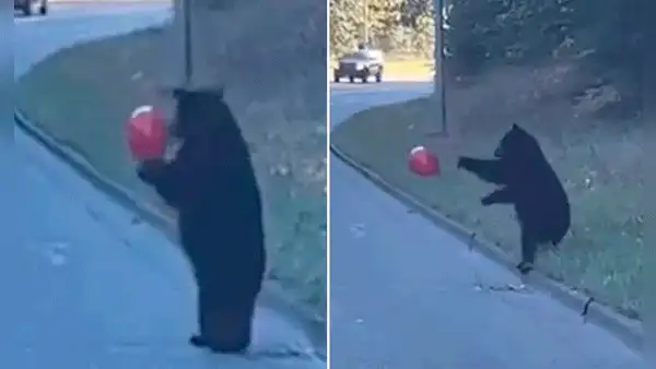 Osito juega con globo de helio en plena carretera y usuarios enternecen: "El real bubu"