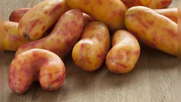 El olluco es nombrado como uno de los mejores vegetales del mundo por Taste Atlas