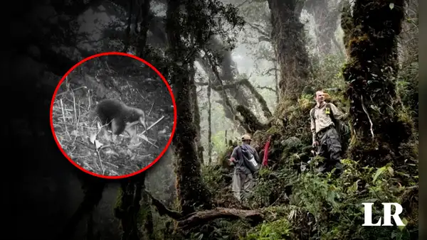 Se creía que estaba extinto: cámaras captan a un mamífero que vivió en la época de los dinosaurios