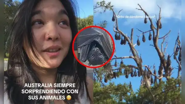 Peruana en Australia se impresiona al ver peculiares animales y en redes se asustan: "Sal de ahí"